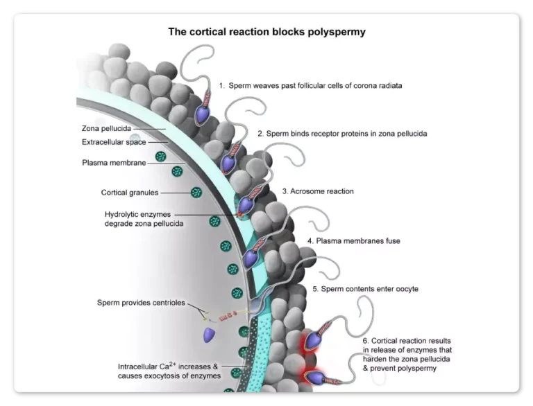 Image within the UWorld MCAT QBank depicting how fertilization prevents polyspermy.