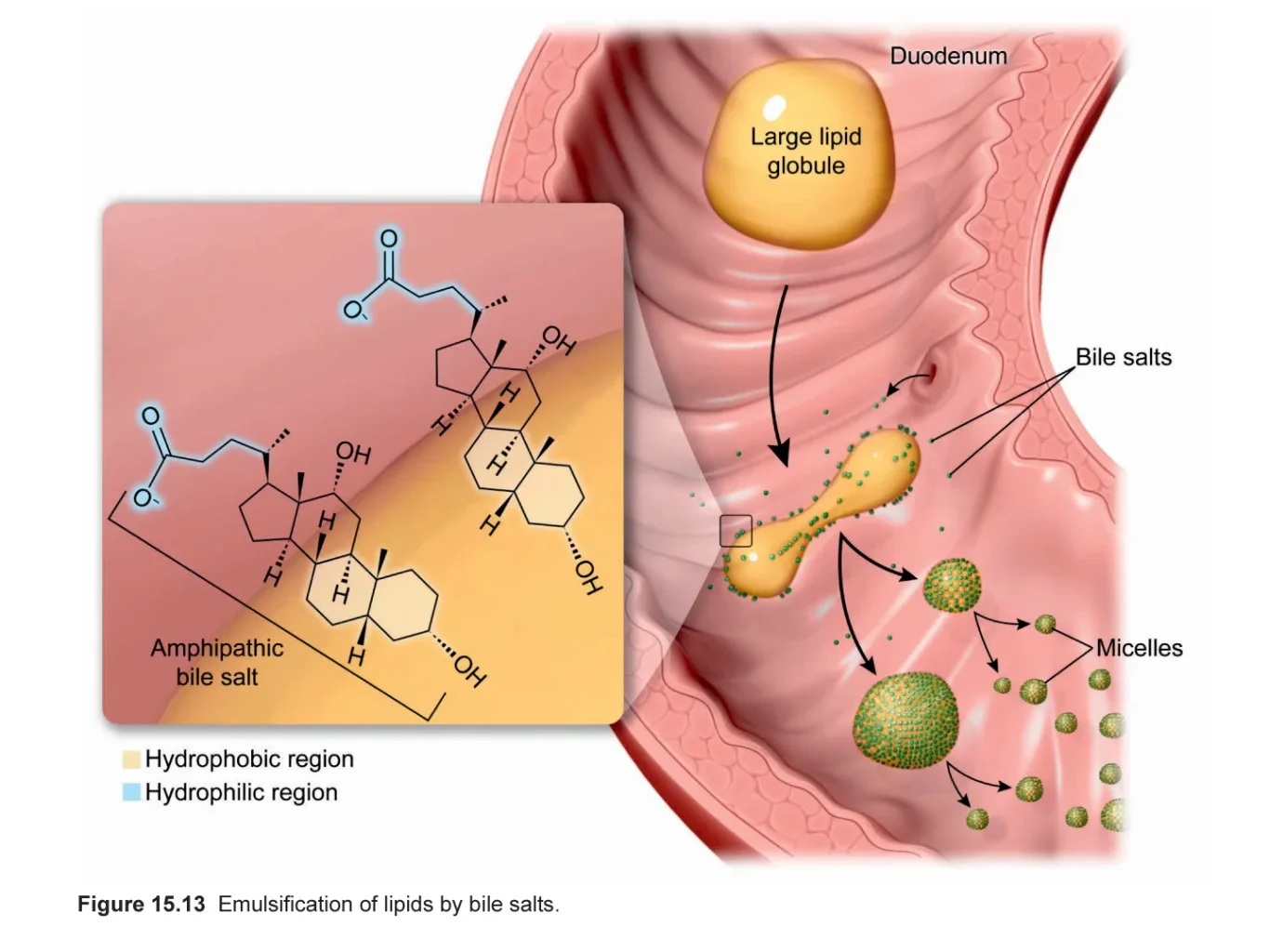 UWorld UBook - emulsification of lipids by bile salts - MCAT Biology